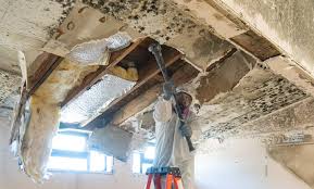 Best Black Mold Removal  in Mena, AR